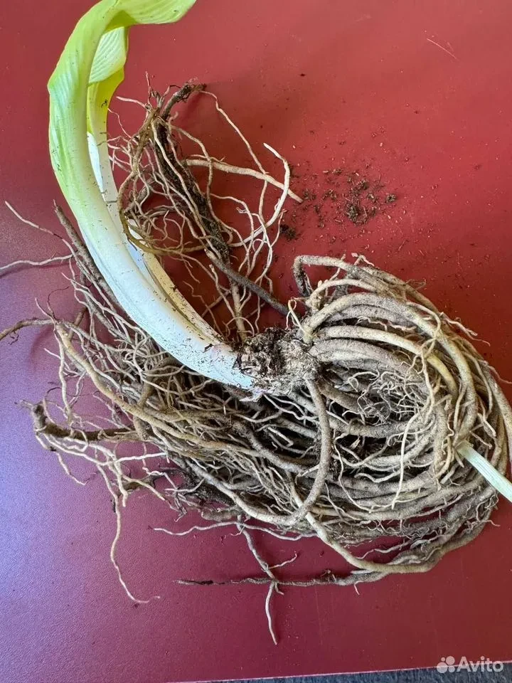 Хоста "ГРЕЙТ ЭСКЕЙП"